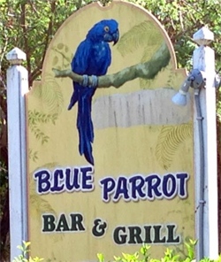 Blue Parrot